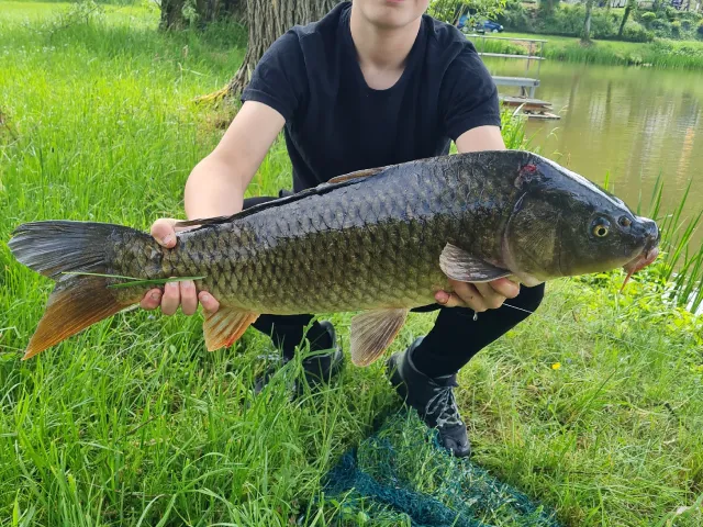 Karpfen