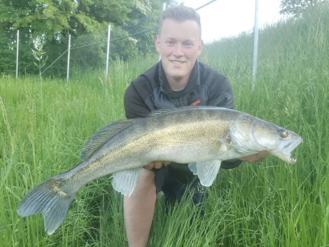 Zander
