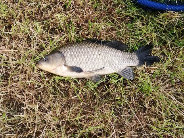 Karausche