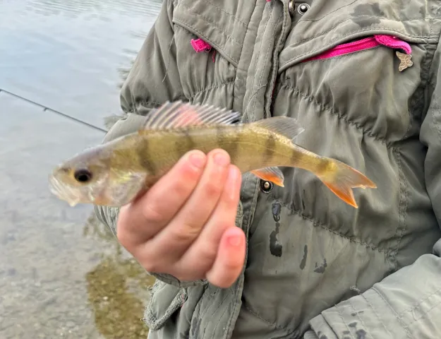 Flussbarsch