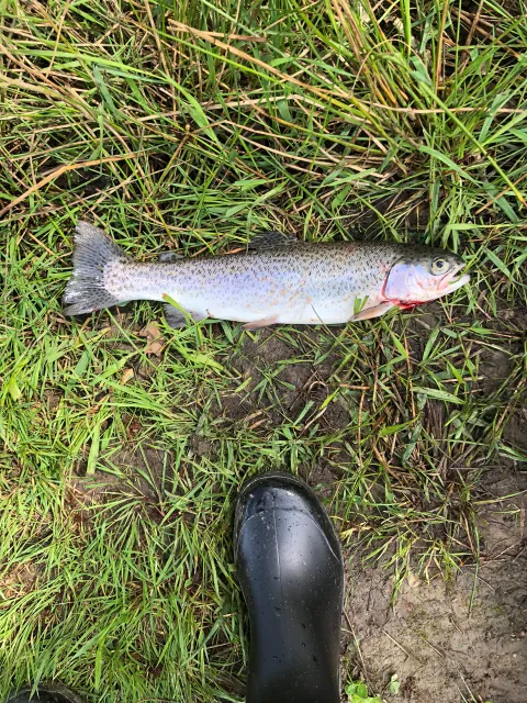 Regenbogenforelle
