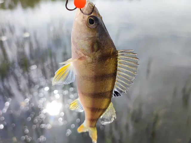 Flussbarsch