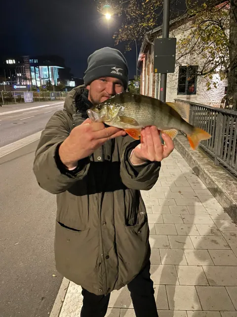 Flussbarsch