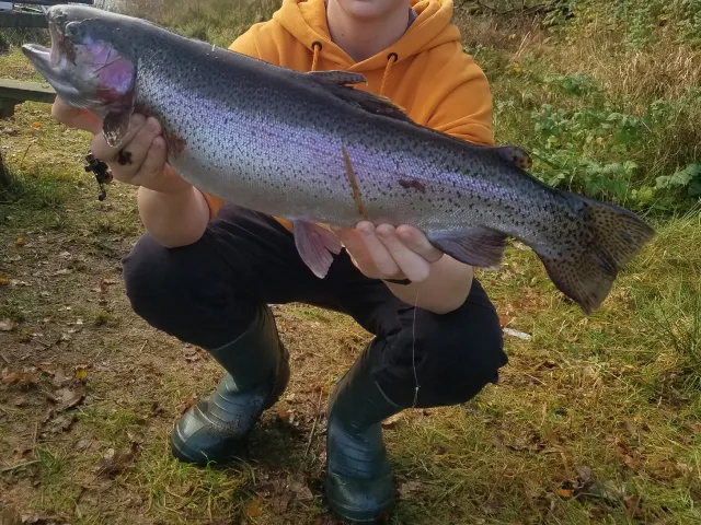 Regenbogenforelle