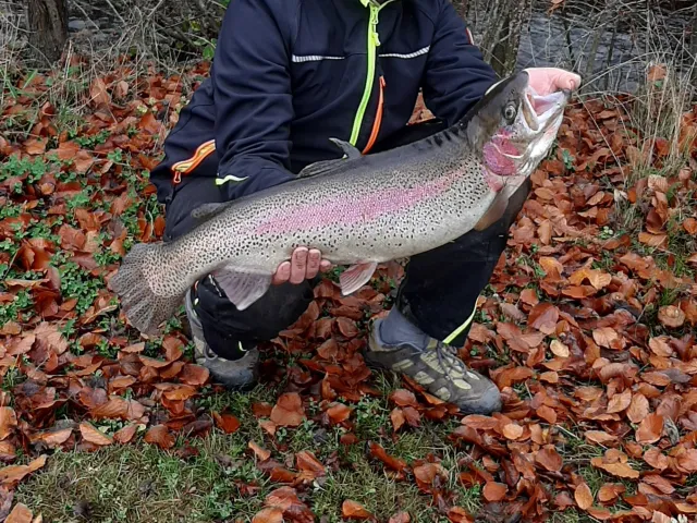 Regenbogenforelle