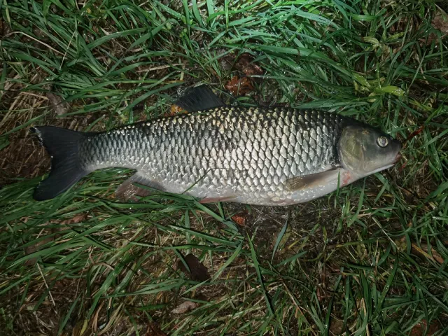 Döbel