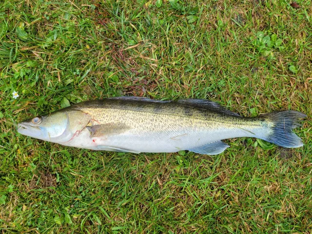 Zander