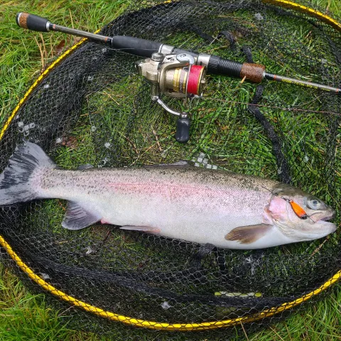 Regenbogenforelle
