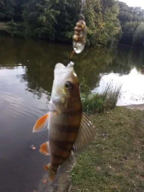 Flussbarsch