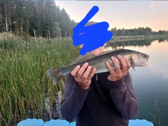 Zander