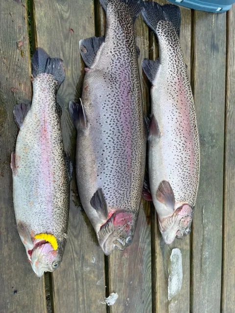 Regenbogenforelle