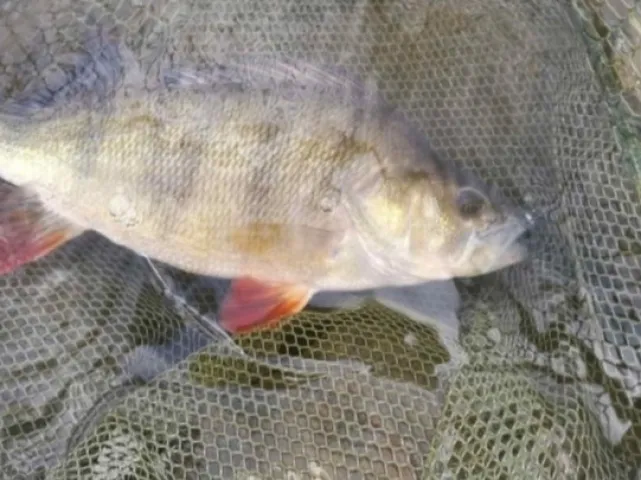 Flussbarsch