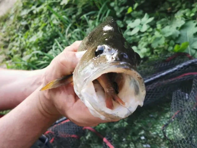 Flussbarsch