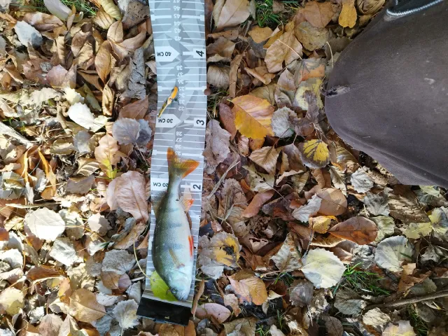 Flussbarsch