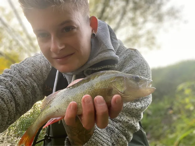 Flussbarsch
