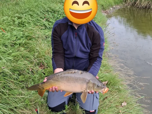 Karpfen