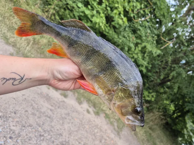Flussbarsch