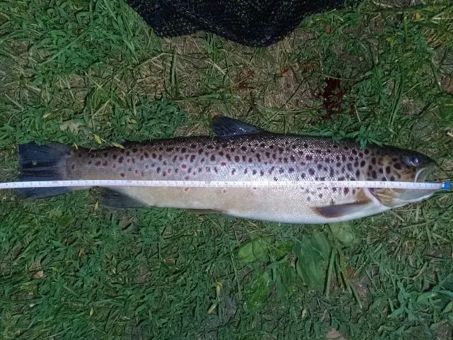Bachforelle