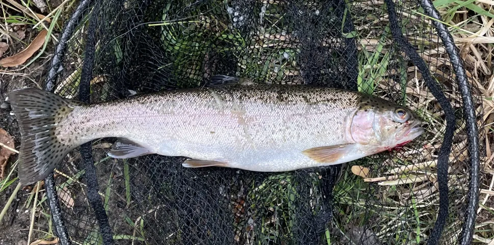 Regenbogenforelle