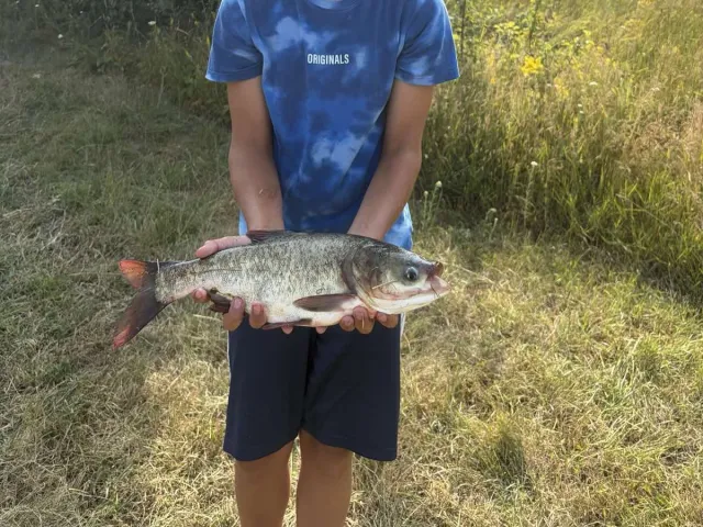 Marmorkarpfen