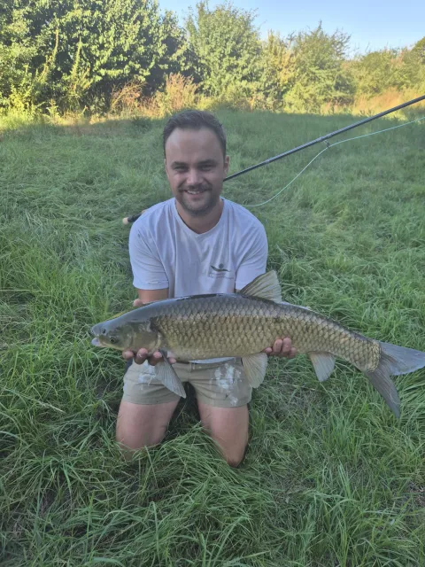 Graskarpfen