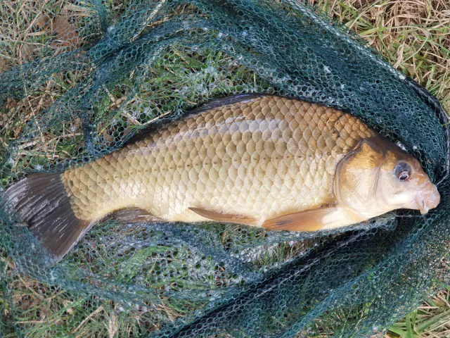 Giebel