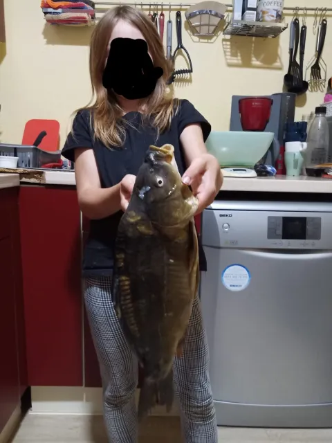 Karpfen