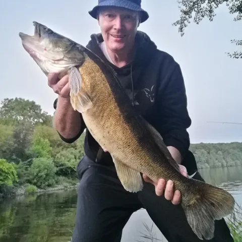 Zander