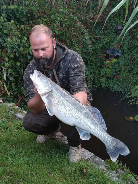 Zander