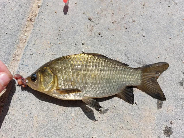 Karausche