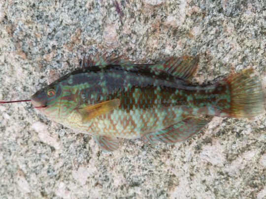 Lippfisch