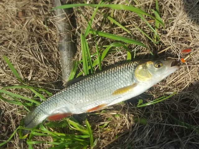 Döbel