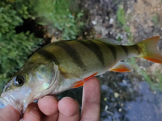 Flussbarsch