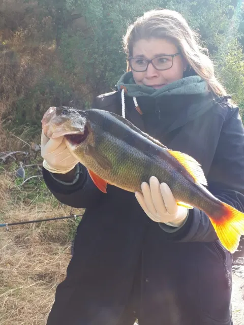 Flussbarsch