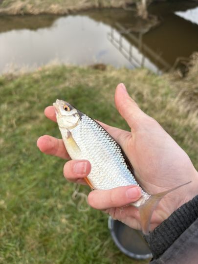 Rotauge