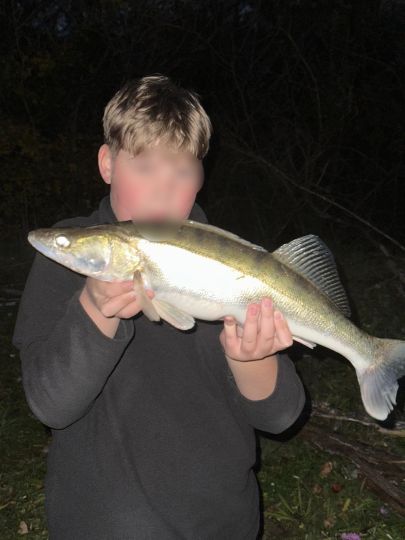 Zander