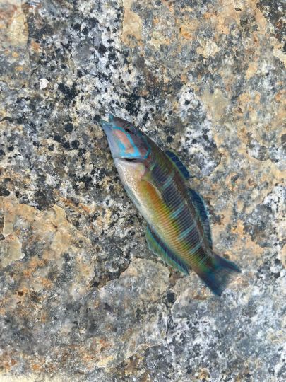 Lippfisch