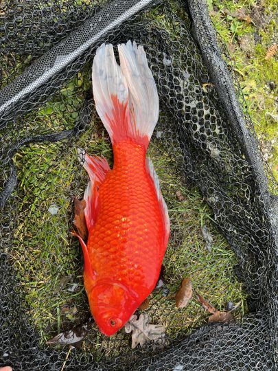 Goldfisch