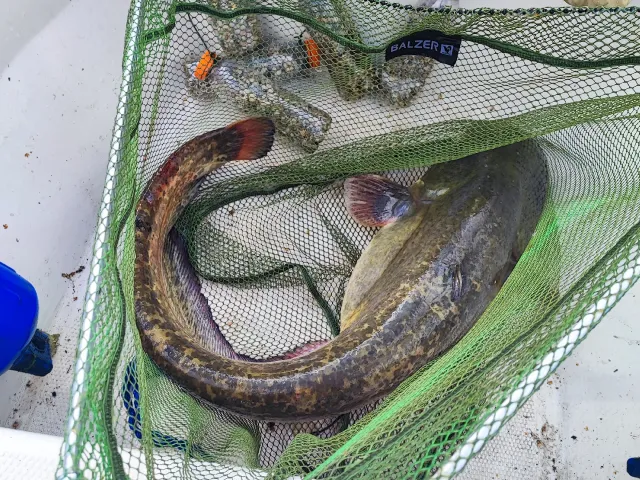 Wels