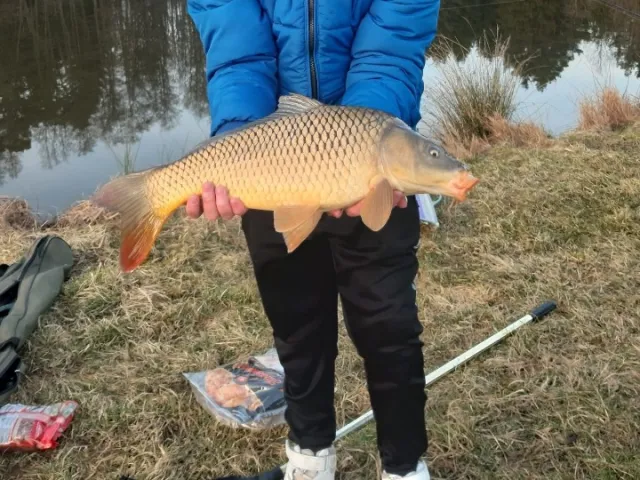 Karpfen
