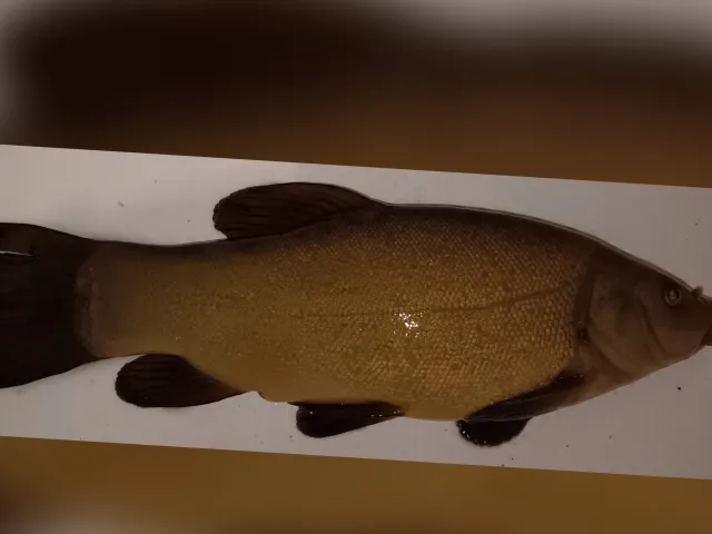 Schleie