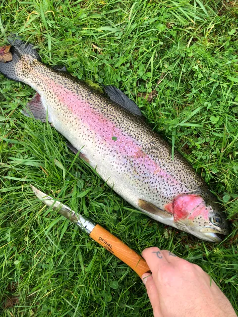 Regenbogenforelle