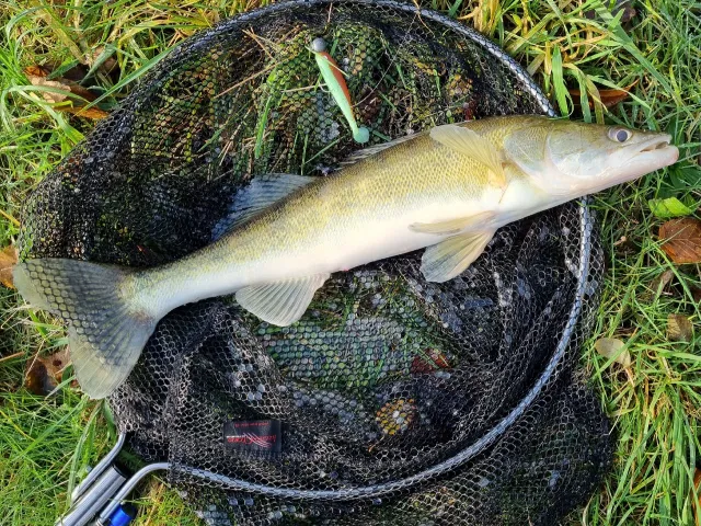 Zander