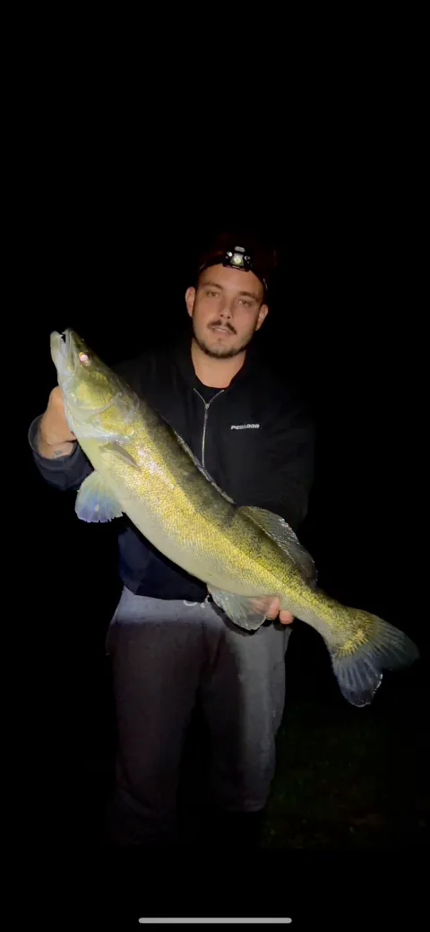 Zander