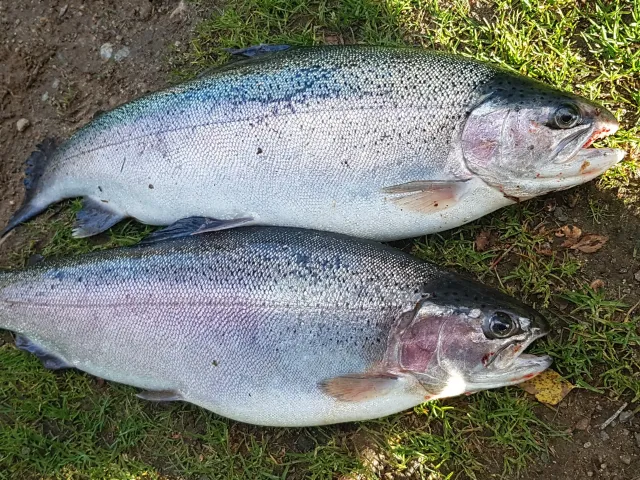 Regenbogenforelle