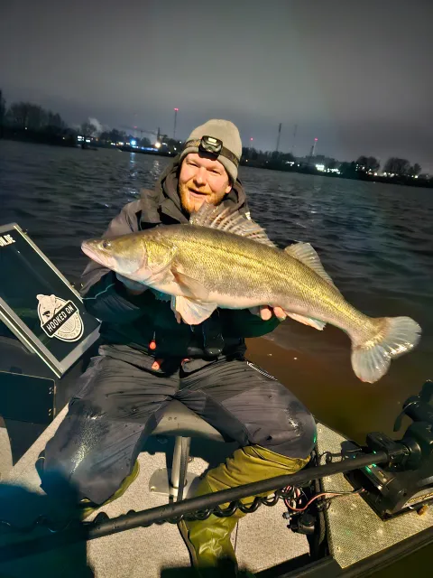 Zander