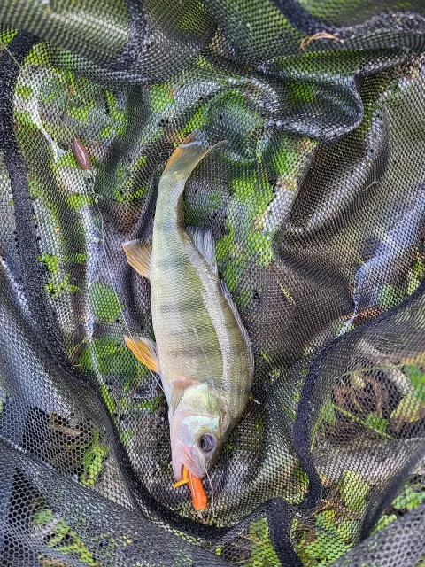 Flussbarsch