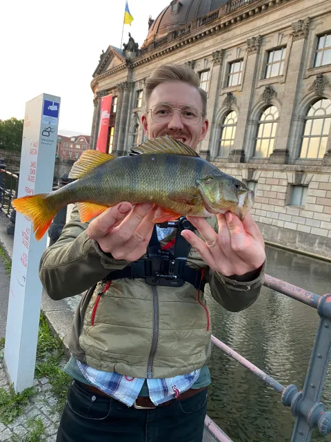 Flussbarsch