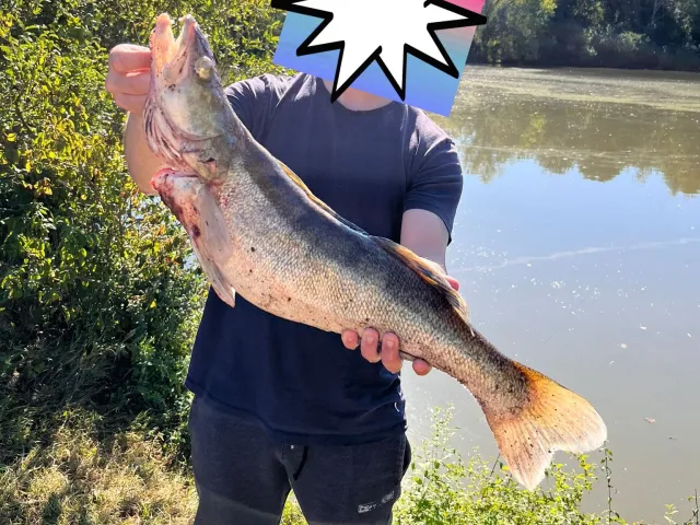 Zander