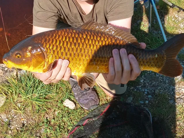 Karpfen